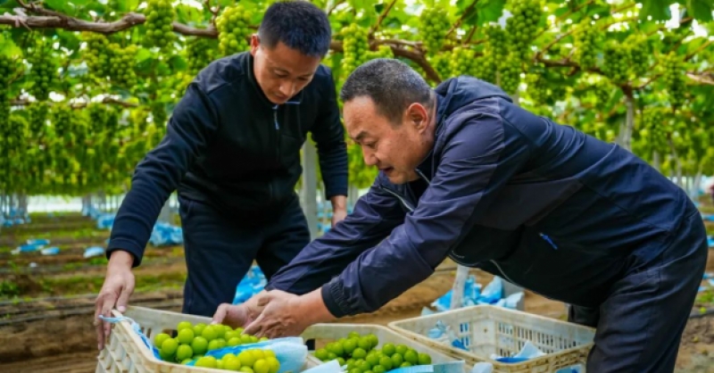 “農(nóng)旅文”融合，繪就鄉(xiāng)村振興新圖景